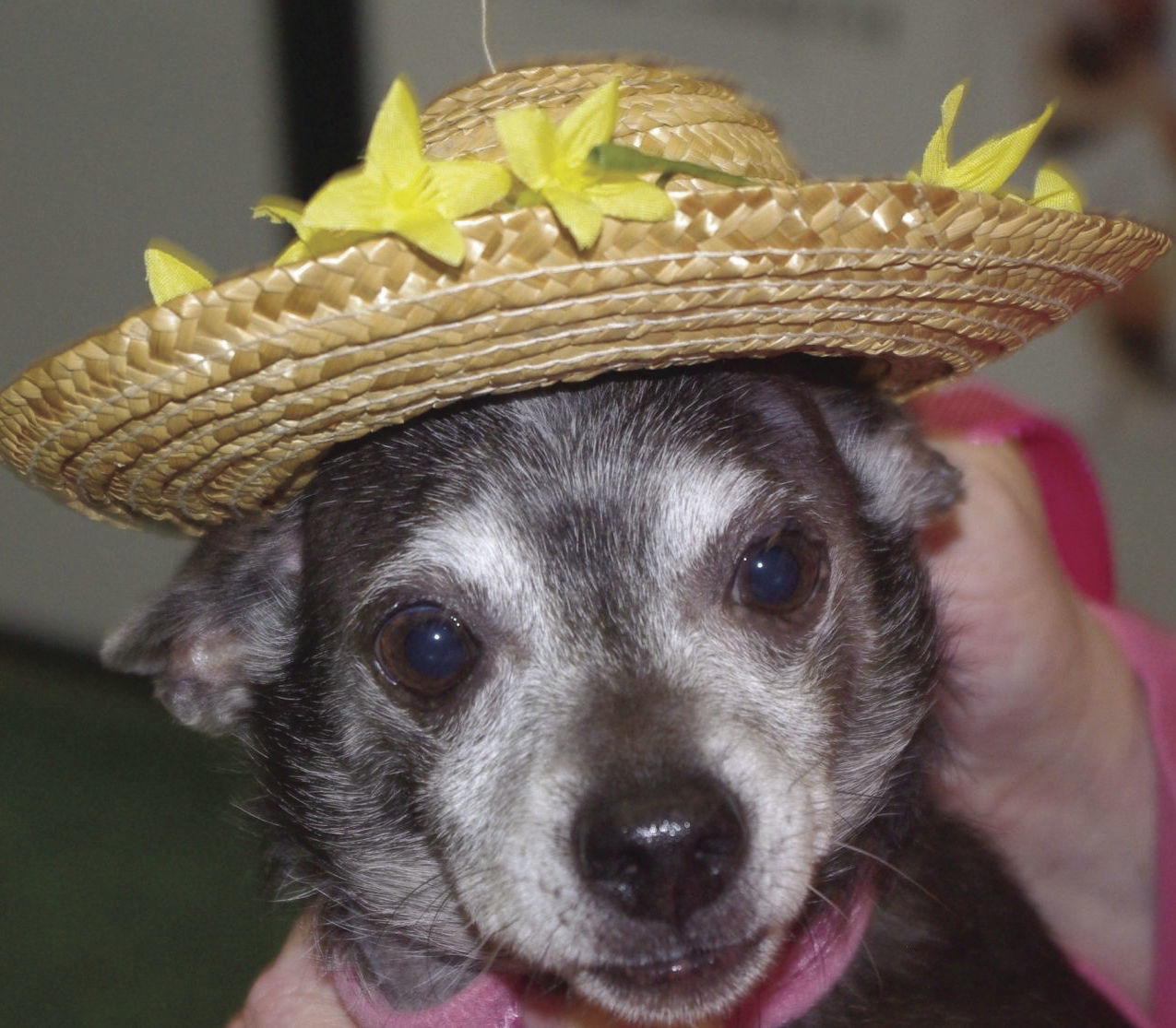Pets of the Week: Daisy